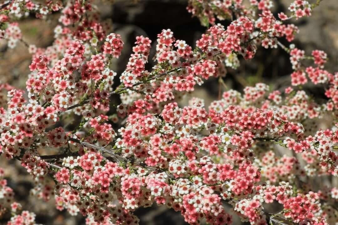 Micromyrtus