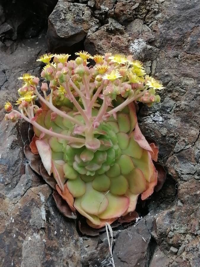 Aeonium