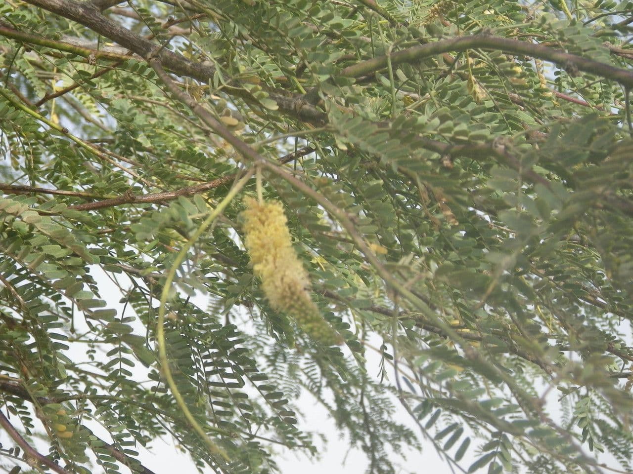 Prosopis africana 7