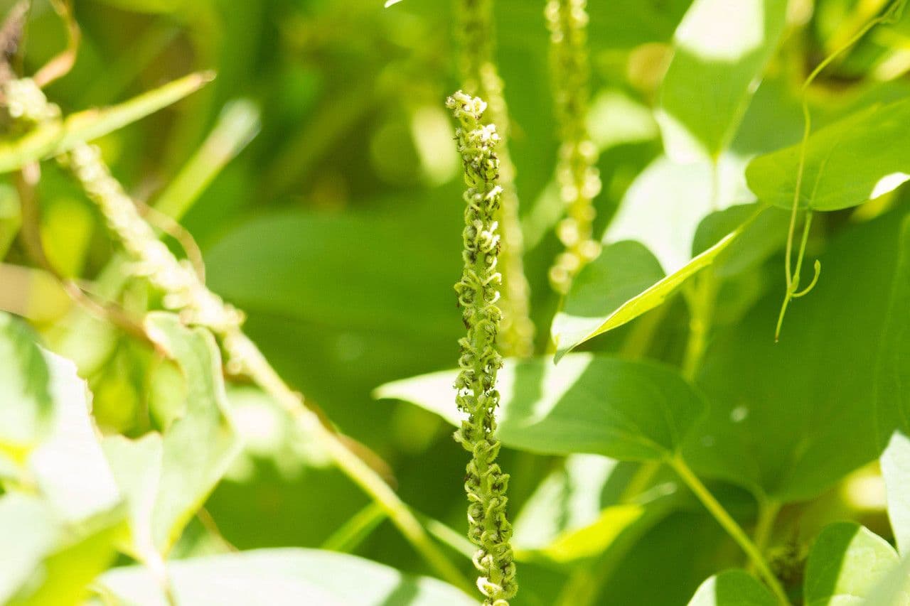 Saururo cernuo 4