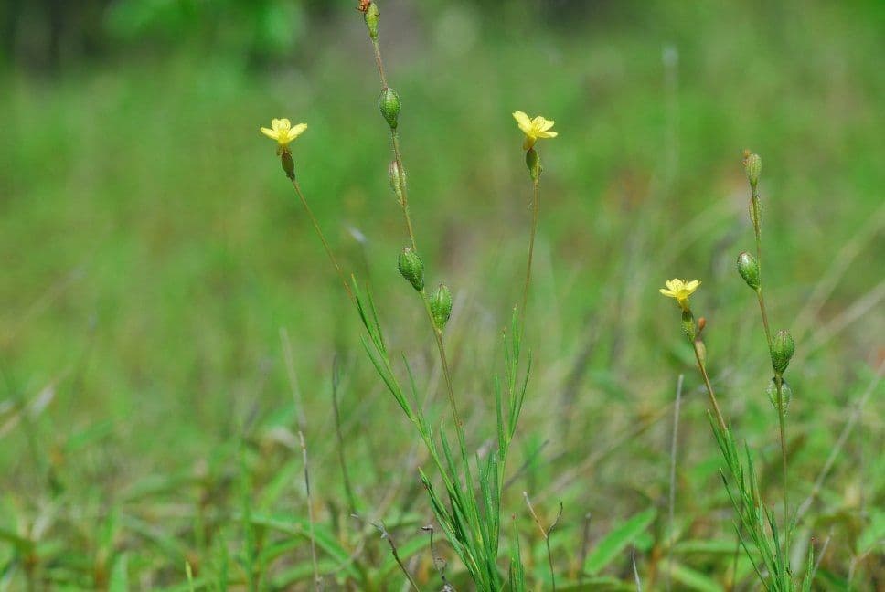 Oenothera 7