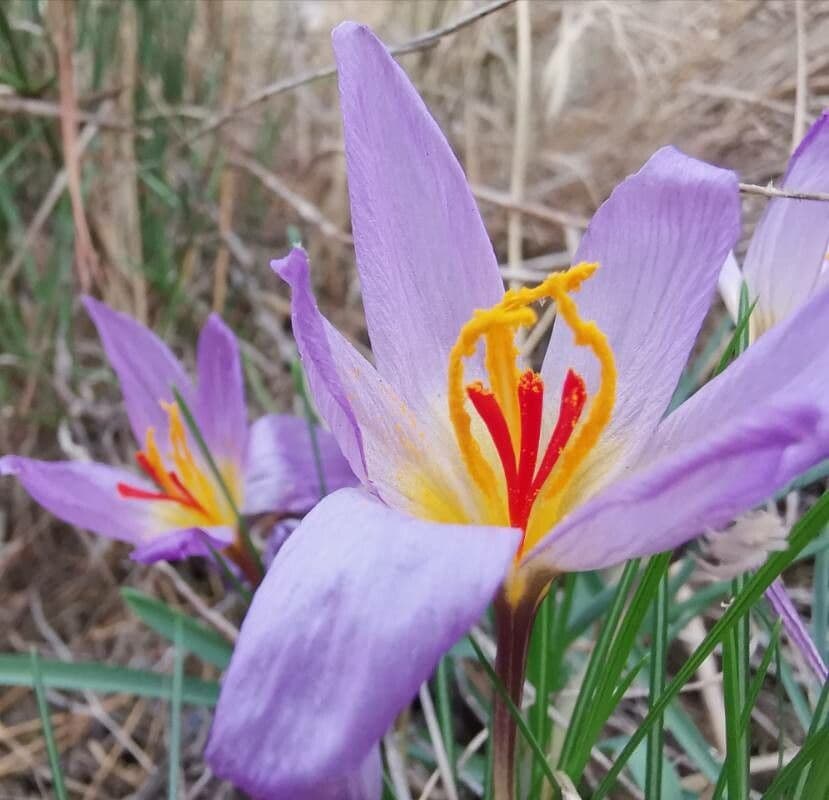 Krokus 5