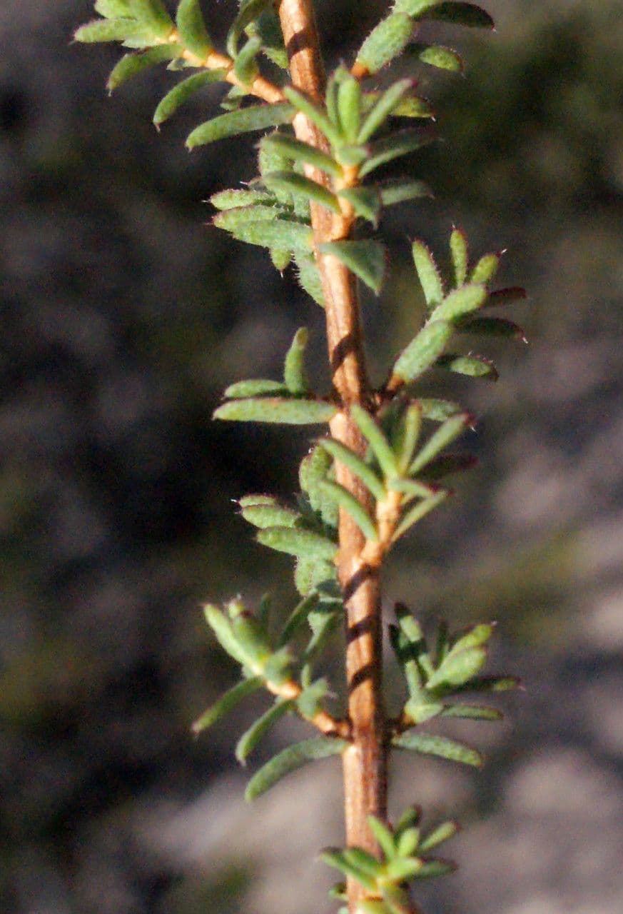 Verticordia plumosa 8