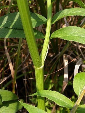 Pastinaca d'acqua 16