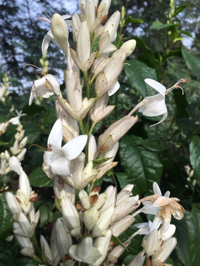 Whitfieldia 4