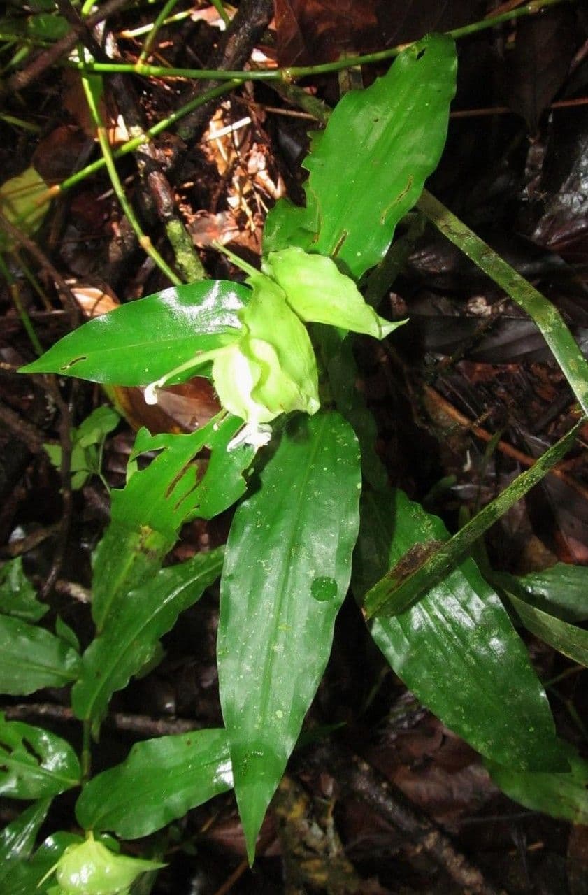 Cojite blanco 3
