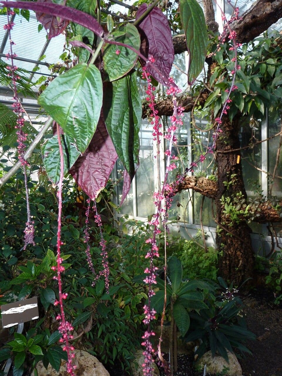 Trichostigma 4