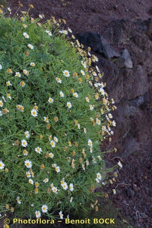 Argyranthemum 9