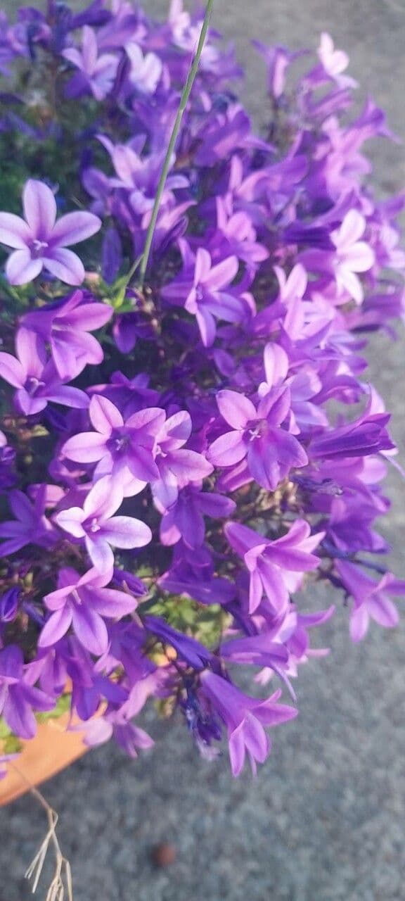 Campanilla adriática 2