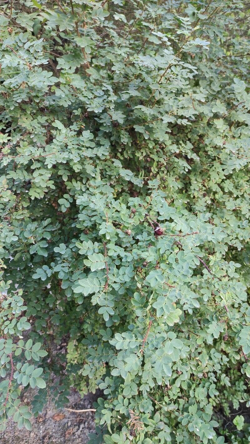 Rosa 3