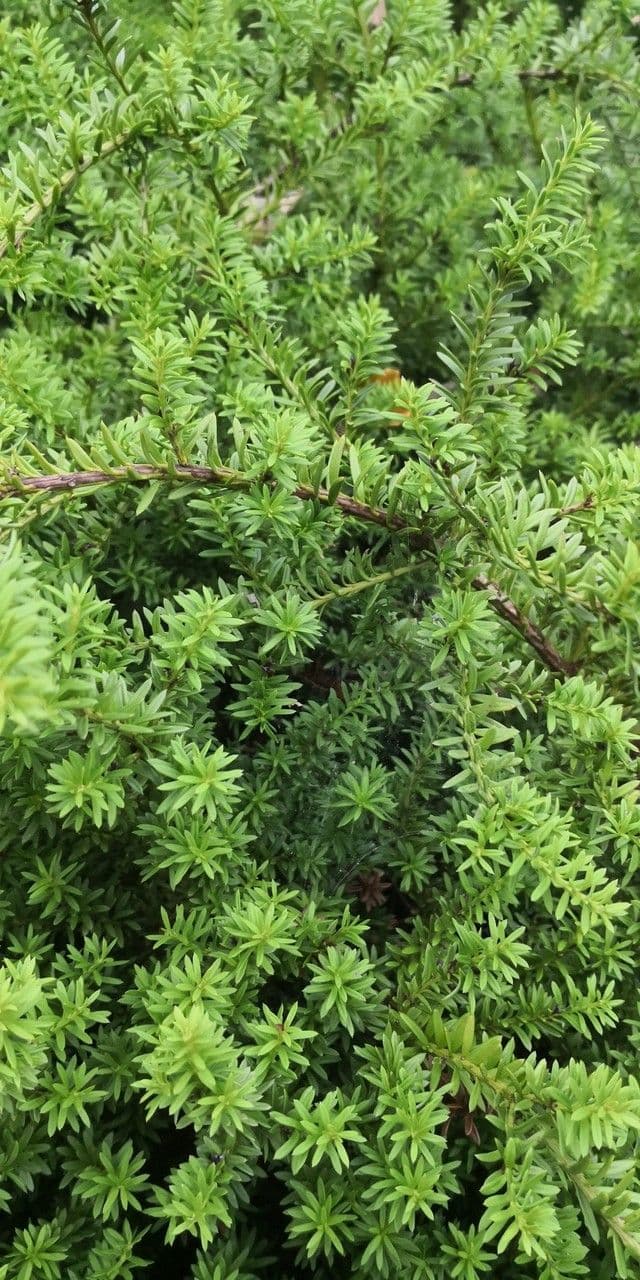 Podocarpus nivalis 5