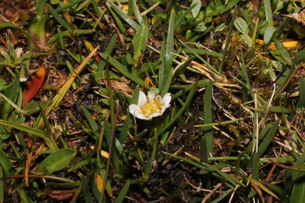 Werneria