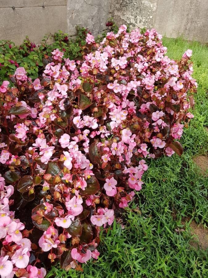 Begonia cucullata 14