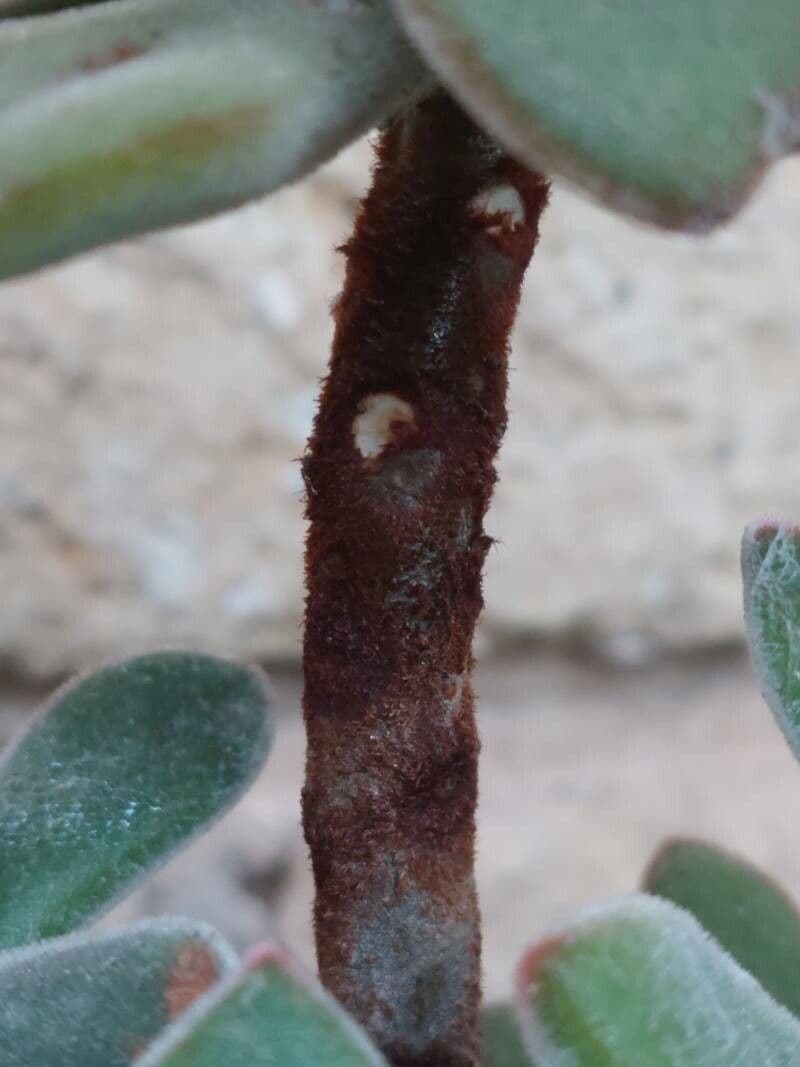 Echeveria 21