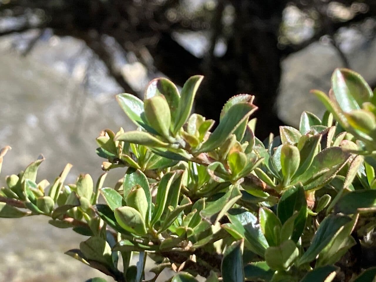 Escallonia 15