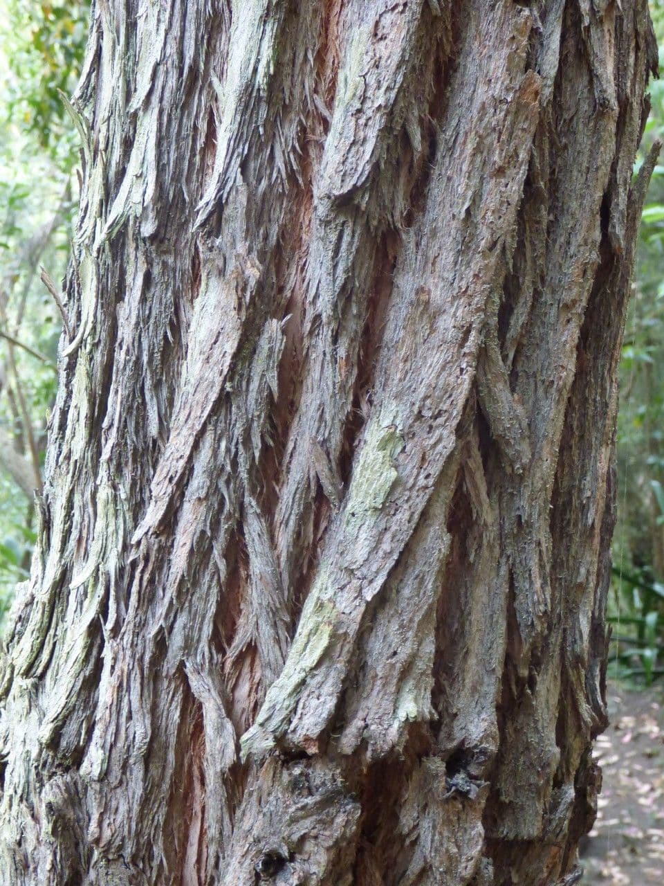 Robust-Eukalyptus 25