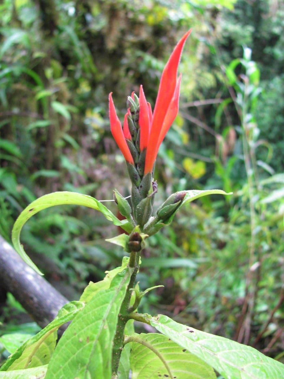 Aphelandra 4