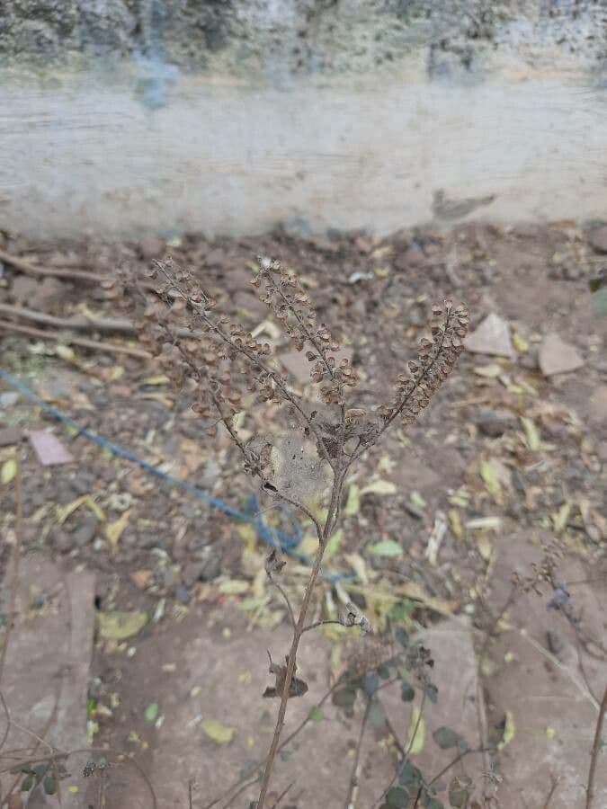 Basilico sacro 3