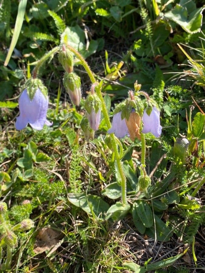 Campanula barbata 15