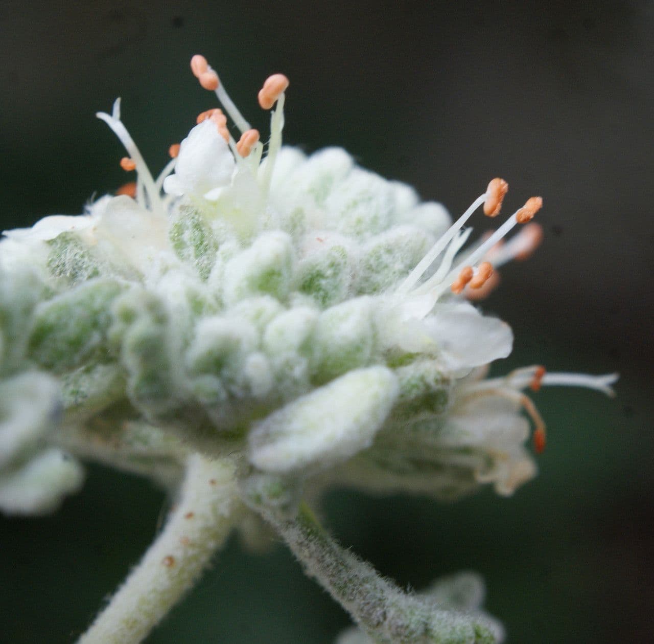 Teucrium 3
