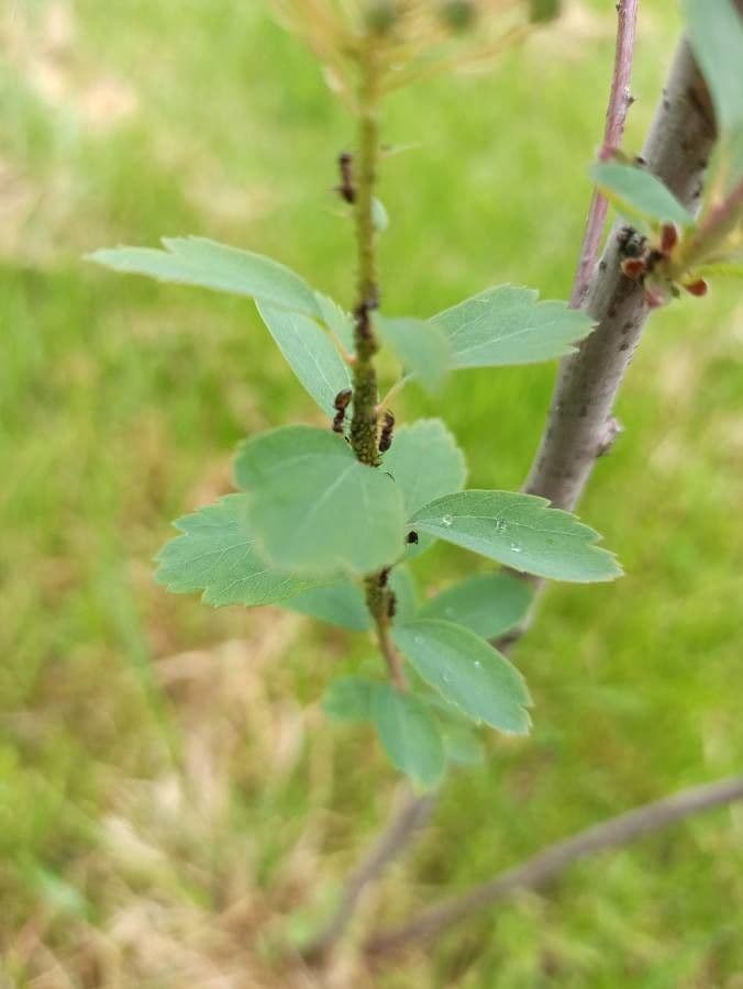 Prunenkätzchen 27