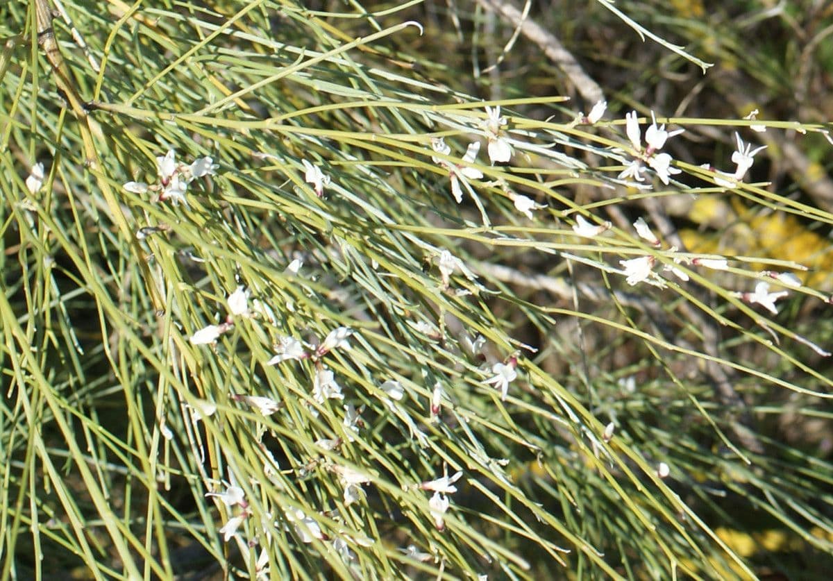 Rhamnus 6