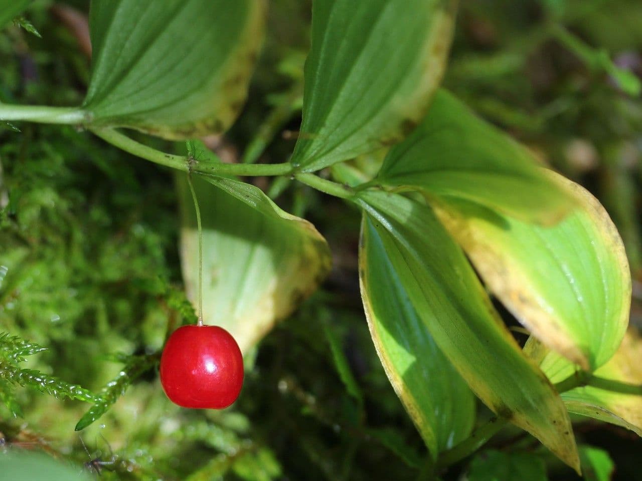 Stelo storto piccolo