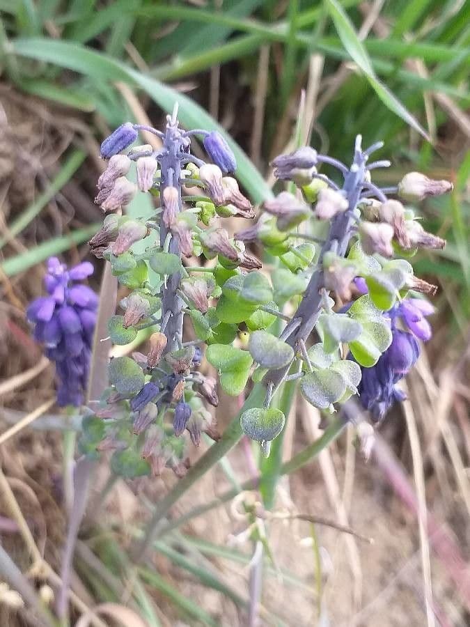 Szafirek miękkolistny 5