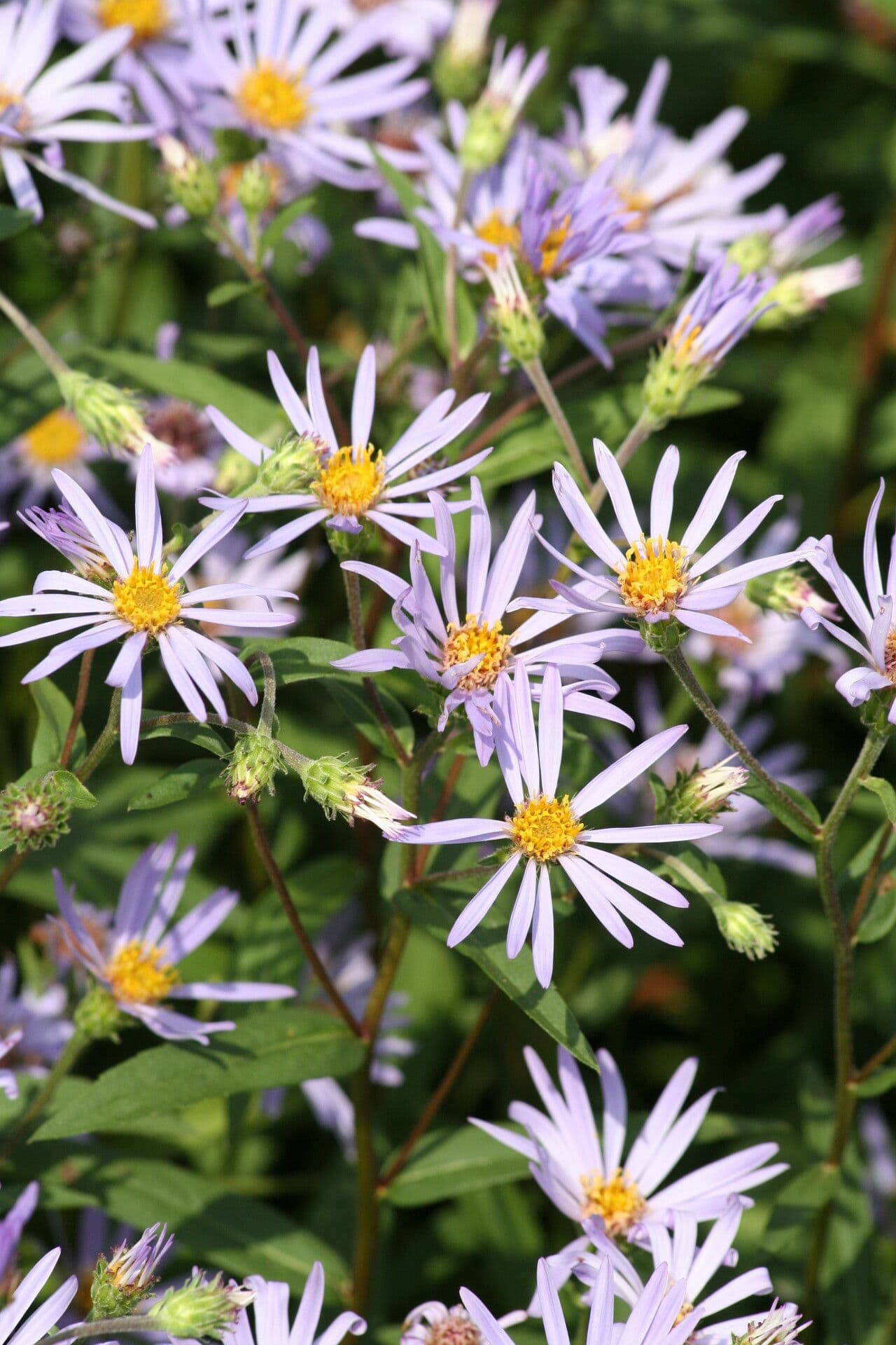 Pracht-Aster 2