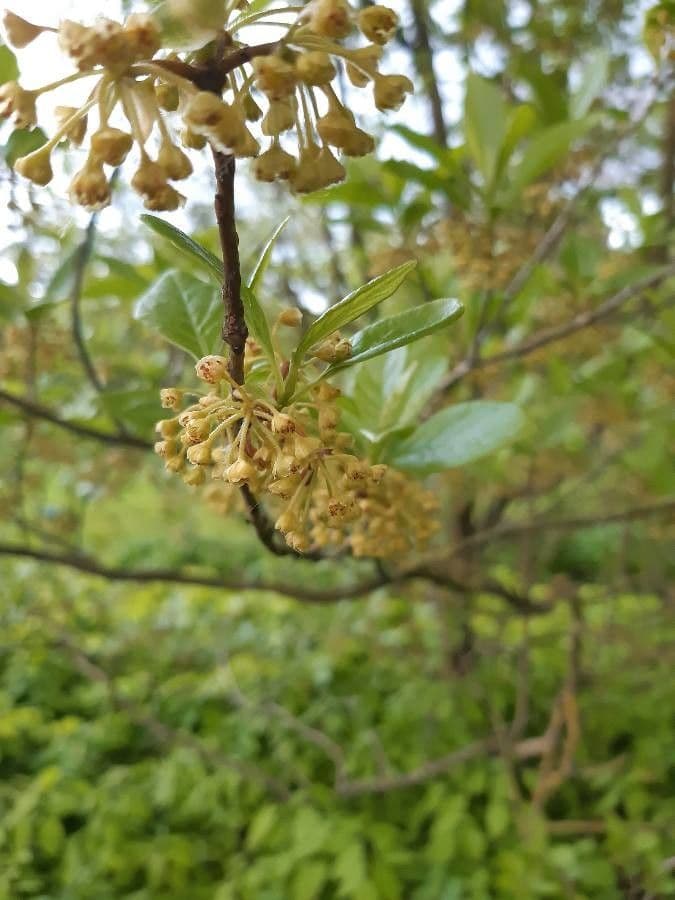 Lindera erythrocarpa 5