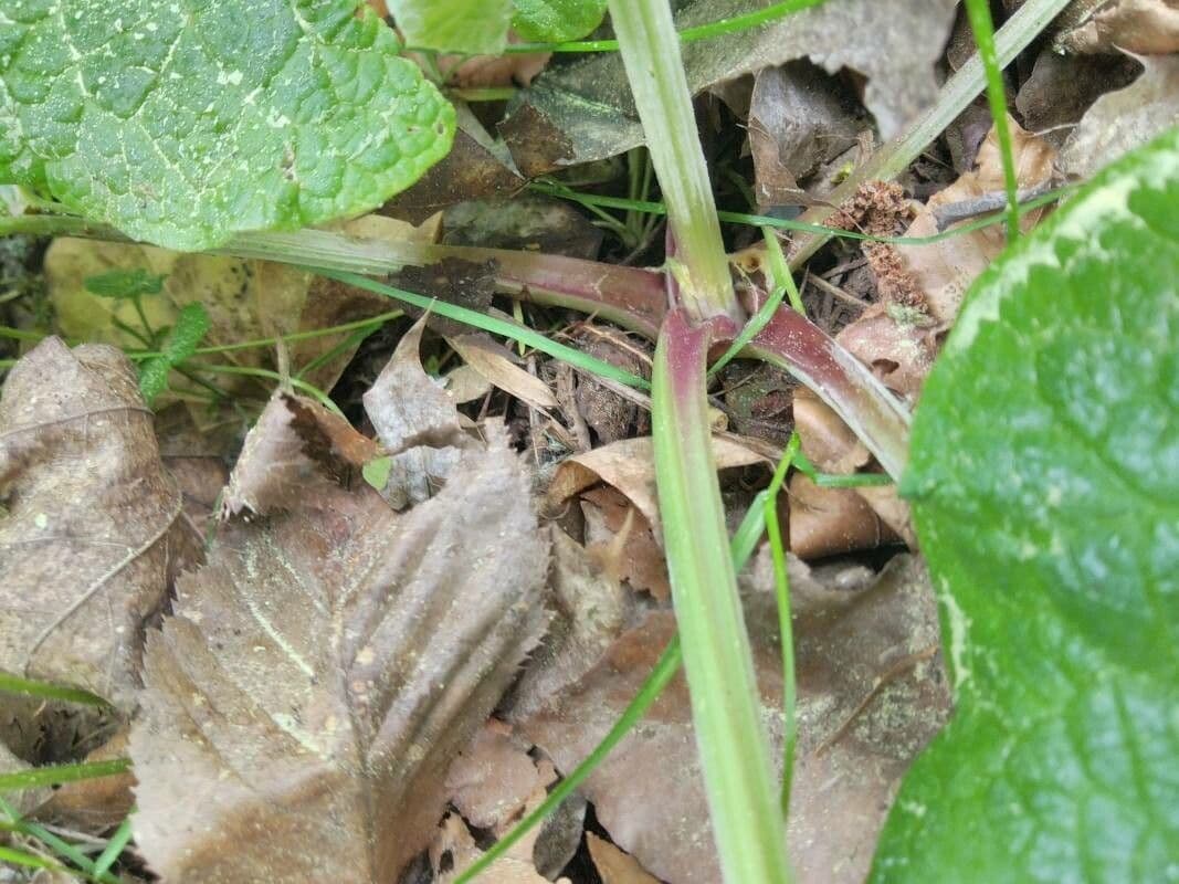 Bardana selvatica 23