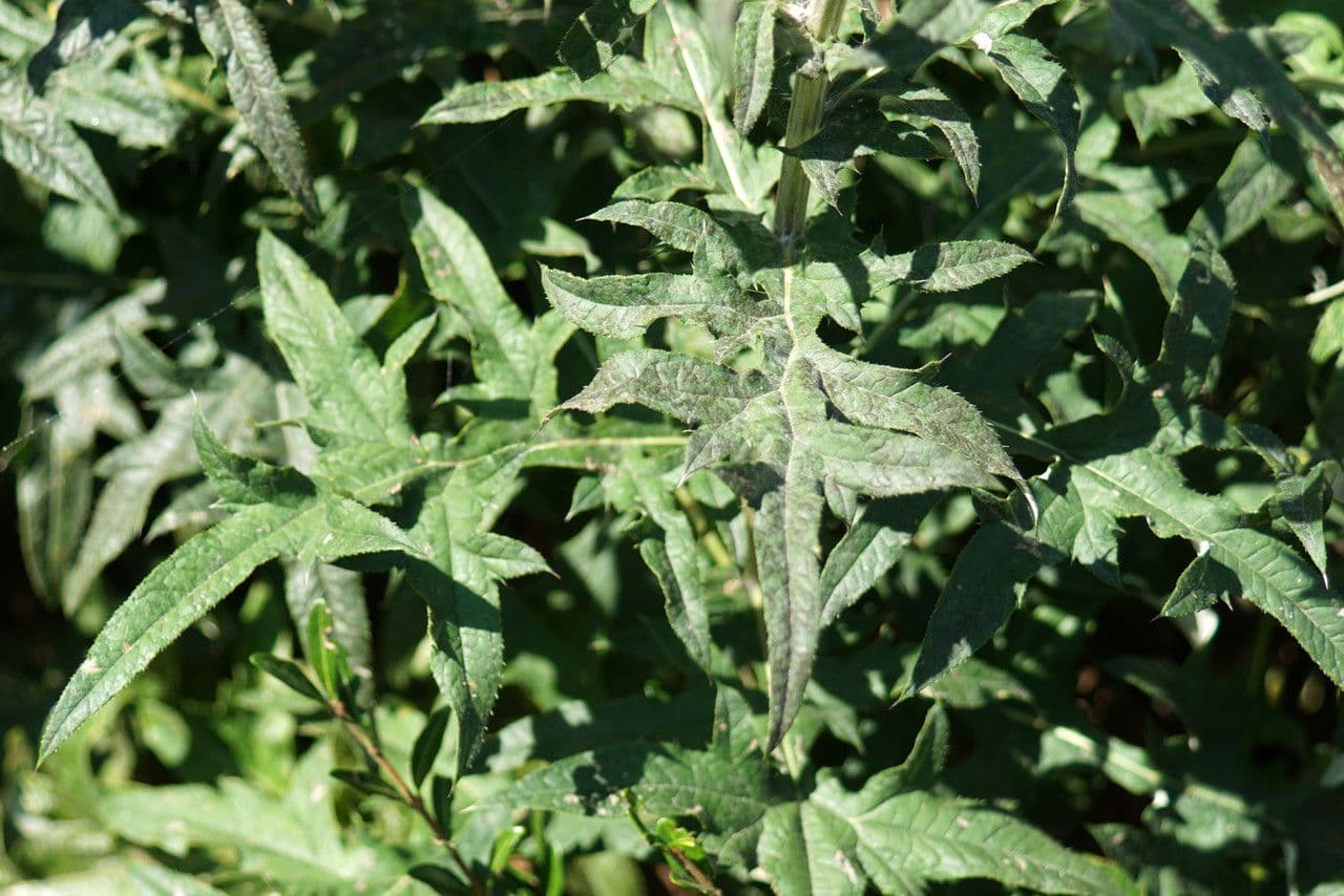 Echinops spinosissimus 18