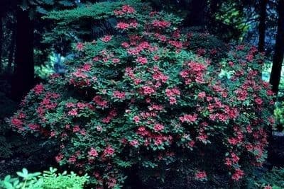Rhododendron 4