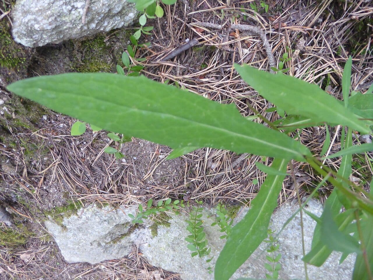 Hasenlattich 18