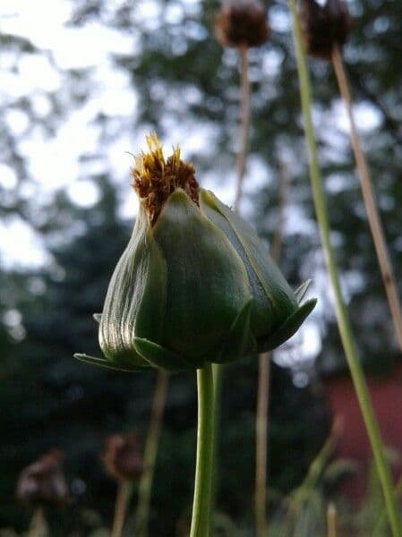 Färber-Mädchenauge 5