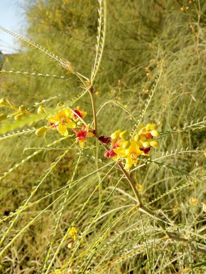 Parkinsonia 10