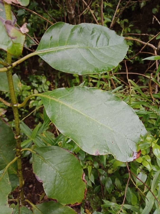 Coprosma robusta 6