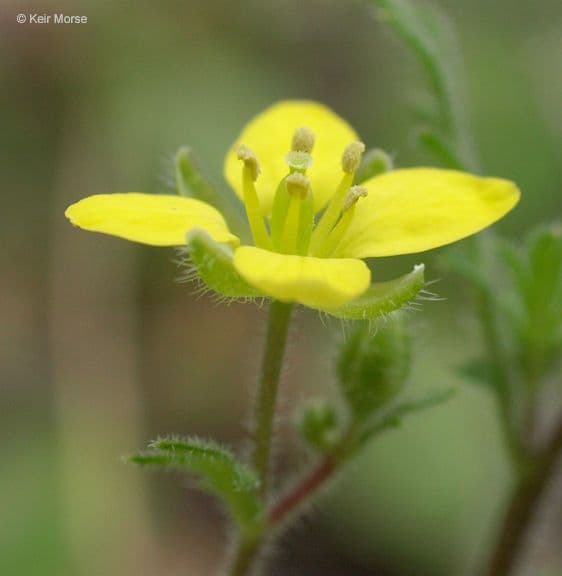 Tropidocarpum 4