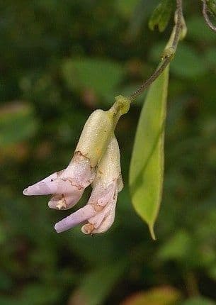 Amphicarpaea bracteata 3