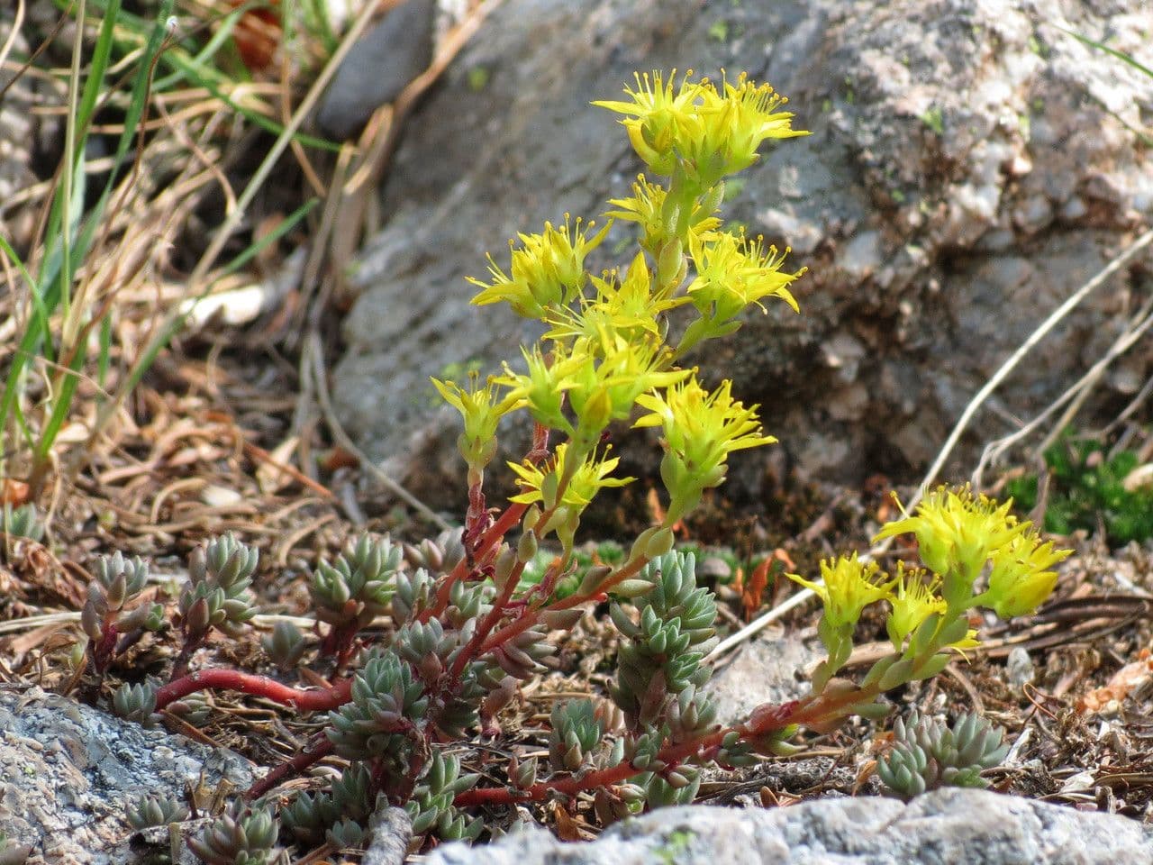 Sedum lanceolatum 11