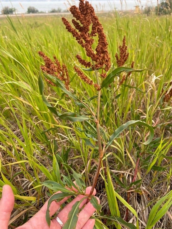 Rumex 18