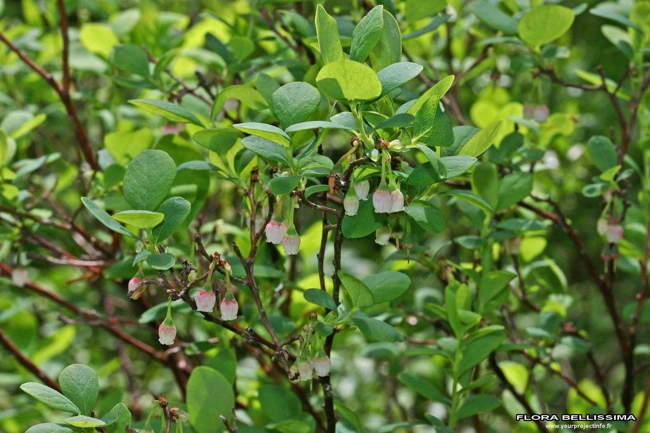 Rauschbeere 27