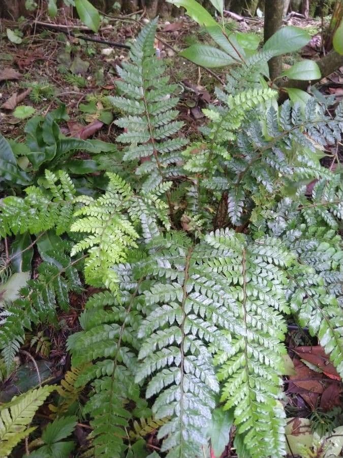 Polystichum polyblepharum 9