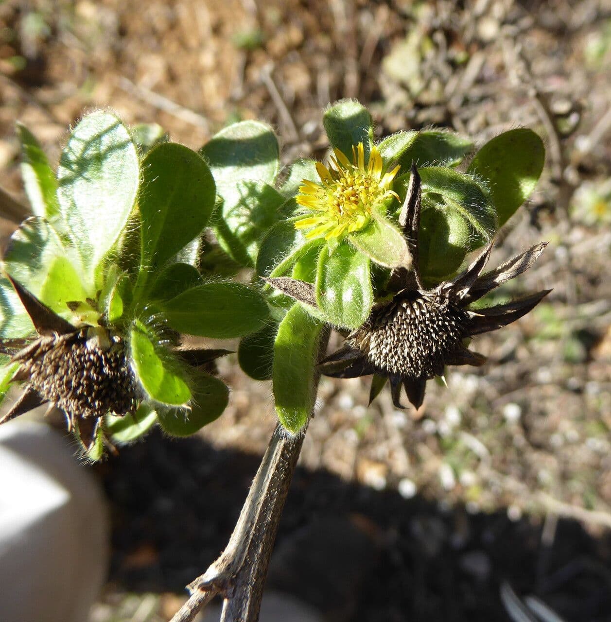 Asteroide spinoso 29