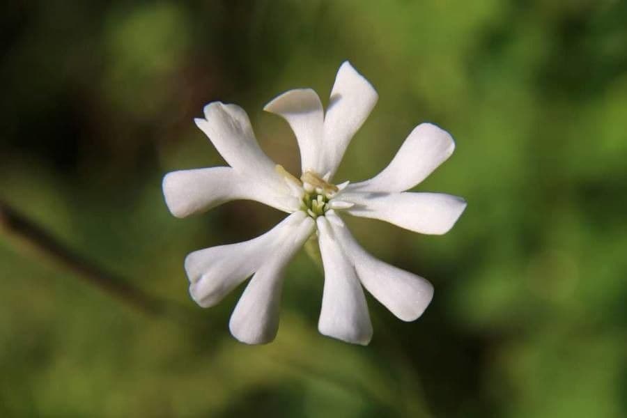 Silene 3