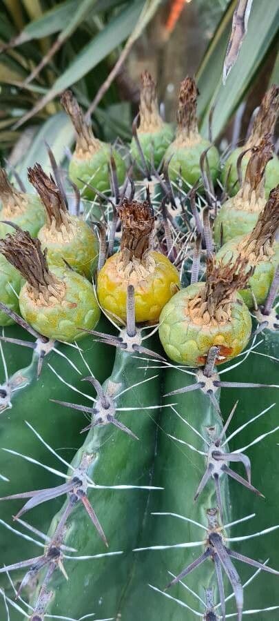 Cactus a botte uncino 3
