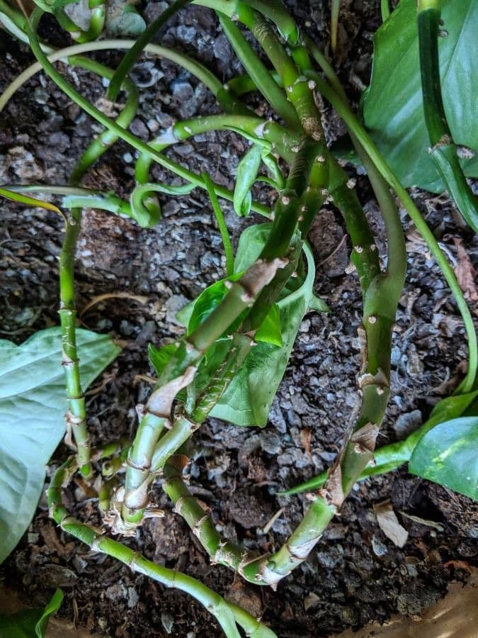 Syngonium 25