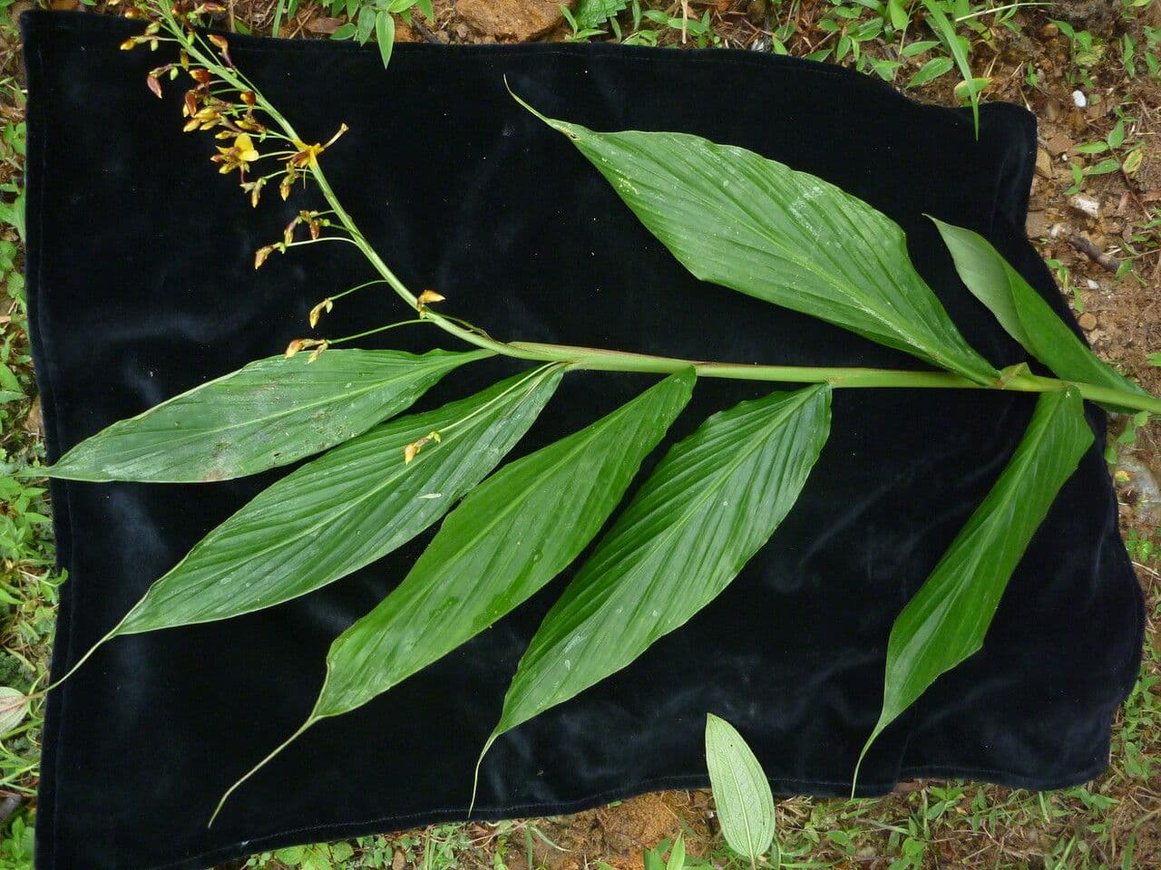 Globba racemosa 5