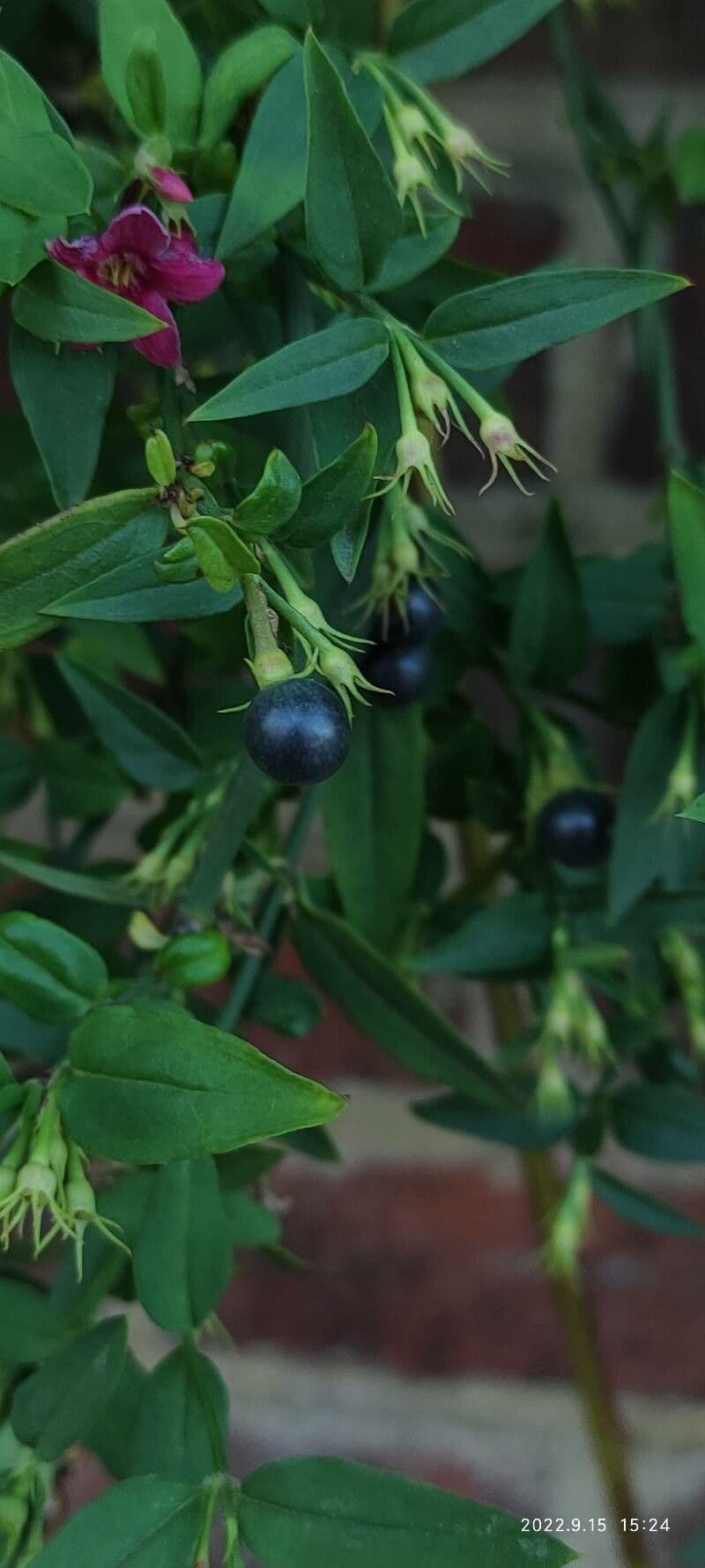 Red jasmine