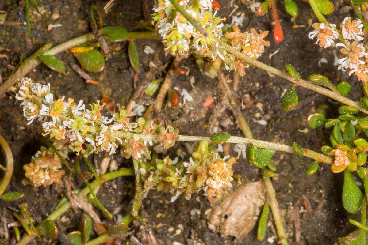 Sesamoides
